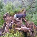 Hirzingalm Bergung 2009 16